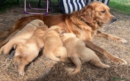Golden Retriever dogs for sale: 3 beautiful boys awaiting their forever homes 🐶 - Image 35