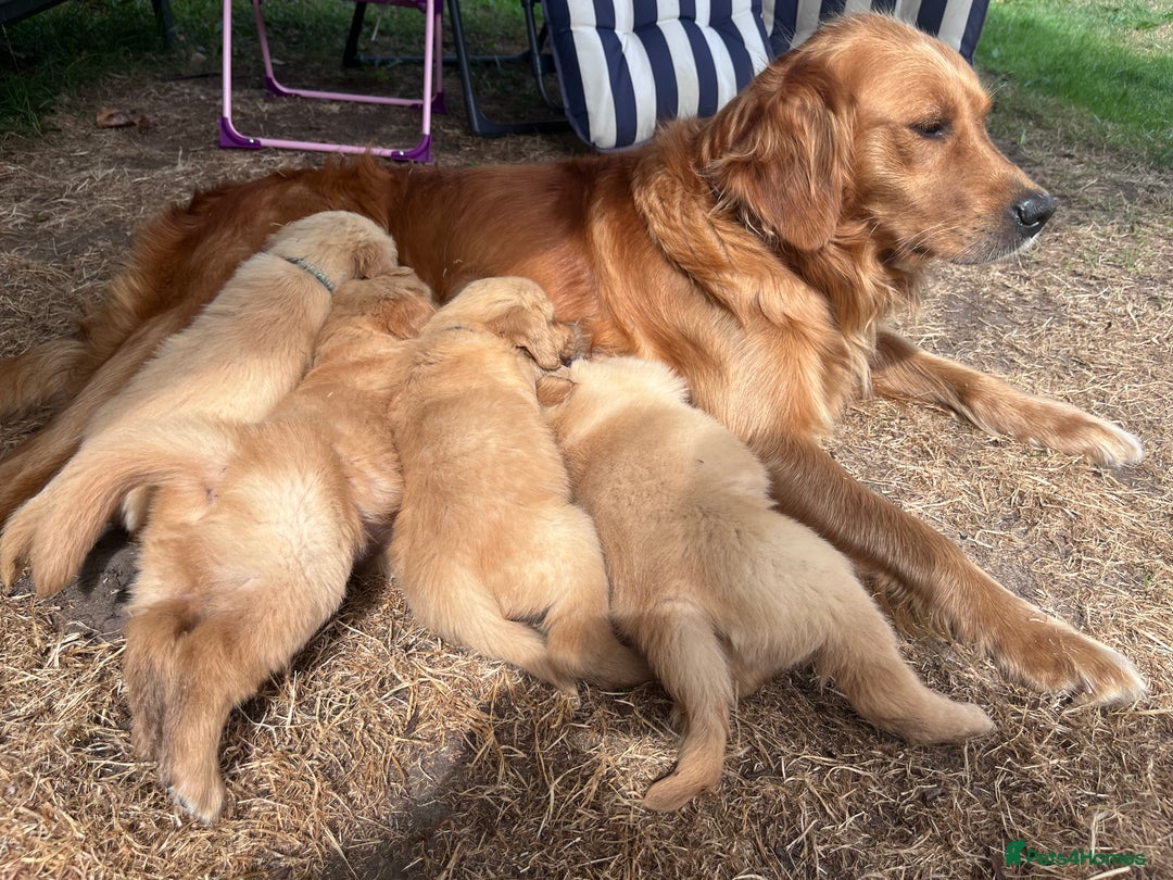 Golden Retriever dogs for sale: 3 beautiful boys awaiting their forever homes 🐶 - Image 35