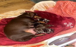 Dachshund dogs for sale: Beautiful Dachshund Pups - Image 1