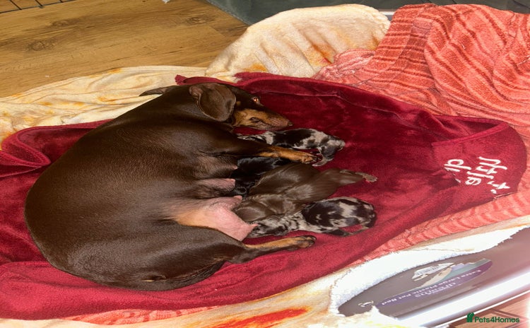 Dachshund dogs - Advert 2