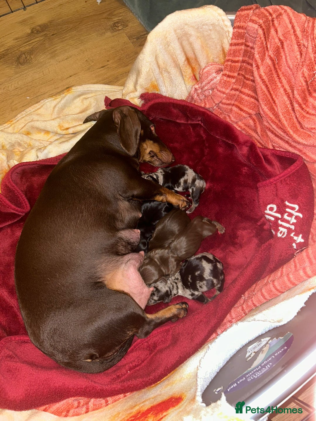 Dachshund dogs for sale: Beautiful Dachshund Pups - Image 1