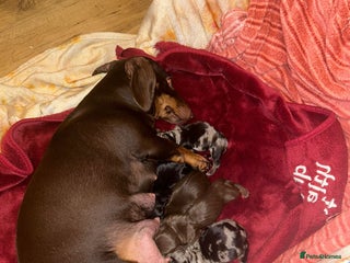 Dachshund dogs - Advert 3