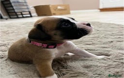 Boxer dogs for sale: !!Beautiful boxers available - Image 2