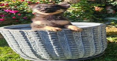 Pomchi dogs - Advert 6