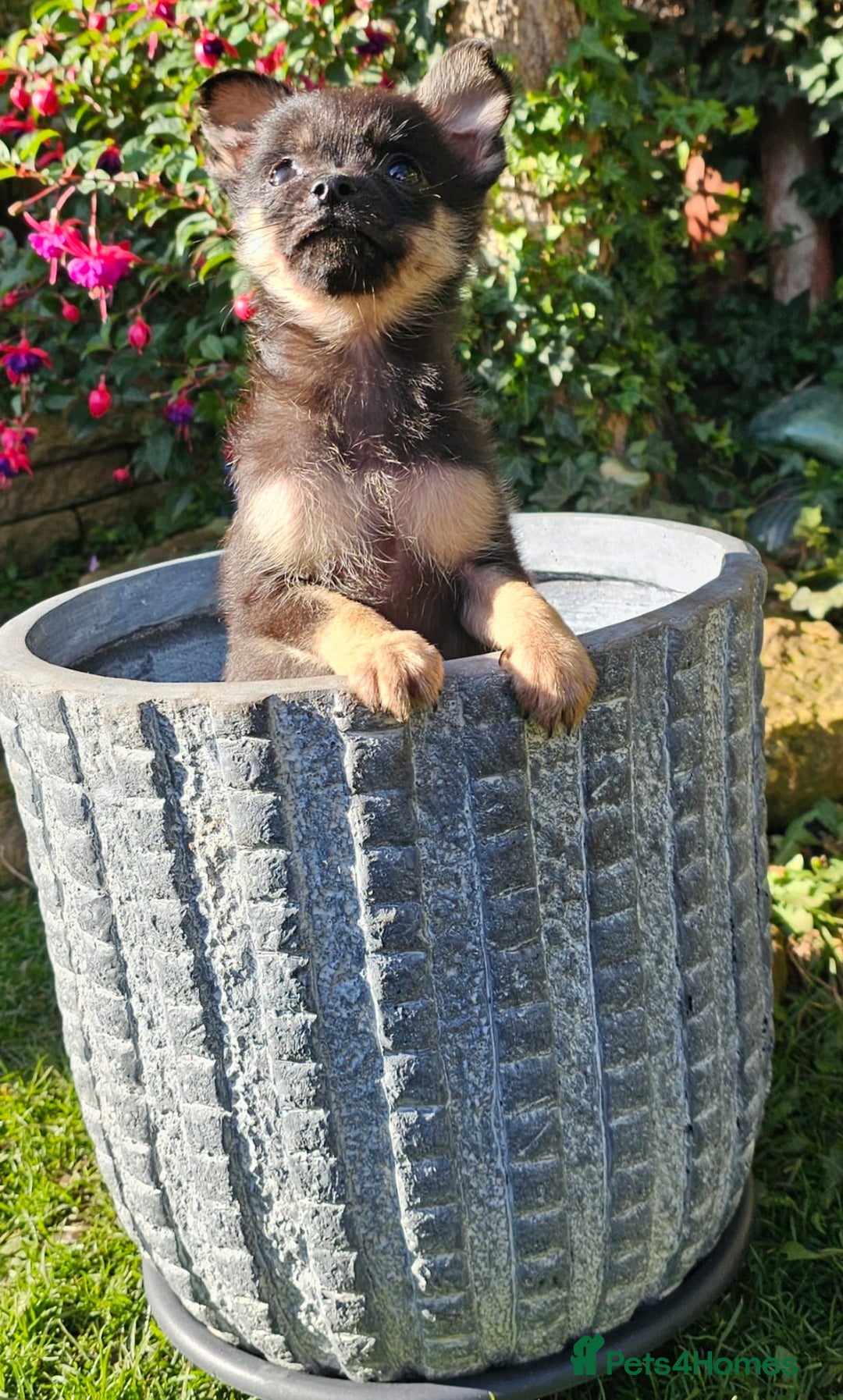 Pomchi dogs for sale: Six stunning pomchi puppies  - Image 3