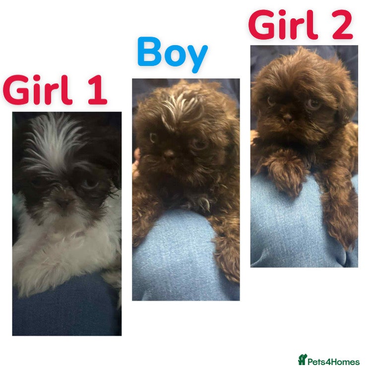 Shih Tzu dogs 6 beautiful shih tzu puppies  - Advert 11