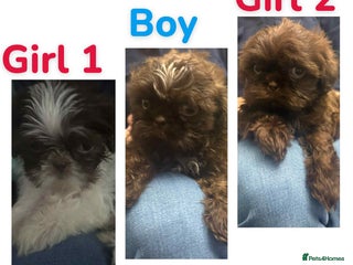 Shih Tzu dogs 6 beautiful shih tzu puppies - Advert 18