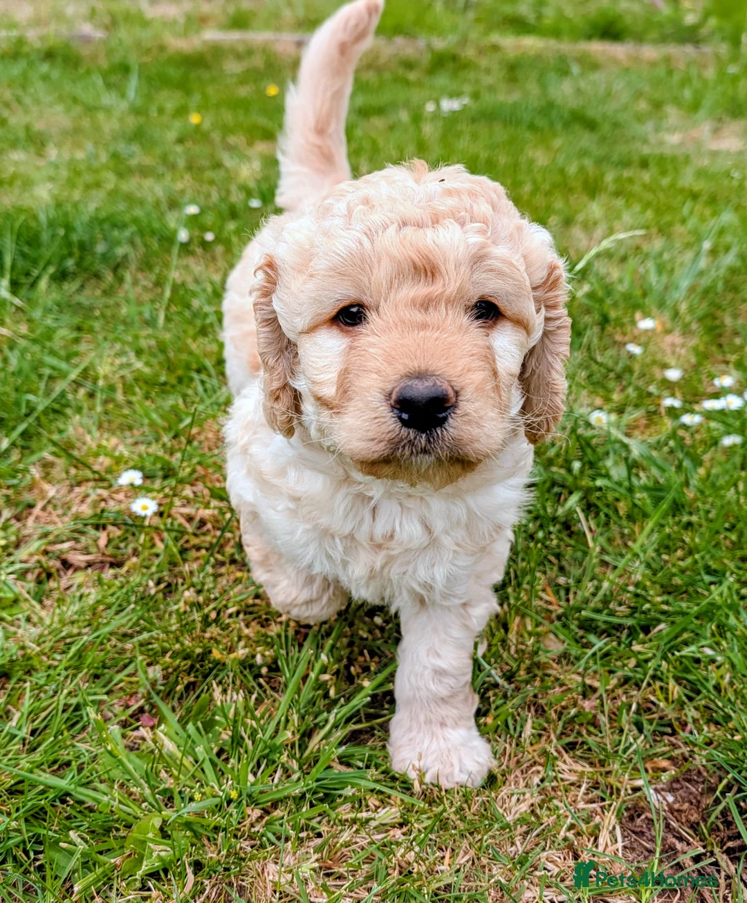Labradoodle dogs for sale: Beautiful mutigeneration F3 labradoodle girl  - Advert 1