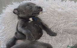 Staffordshire Bull Terrier dogs for sale: Staffordshire bull terrier  - Advert 6