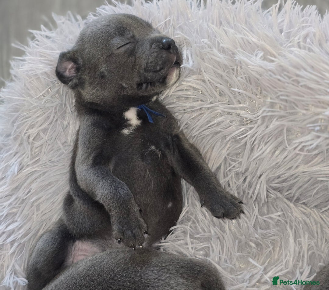 Staffordshire Bull Terrier dogs for sale: Staffordshire bull terrier  - Advert 6