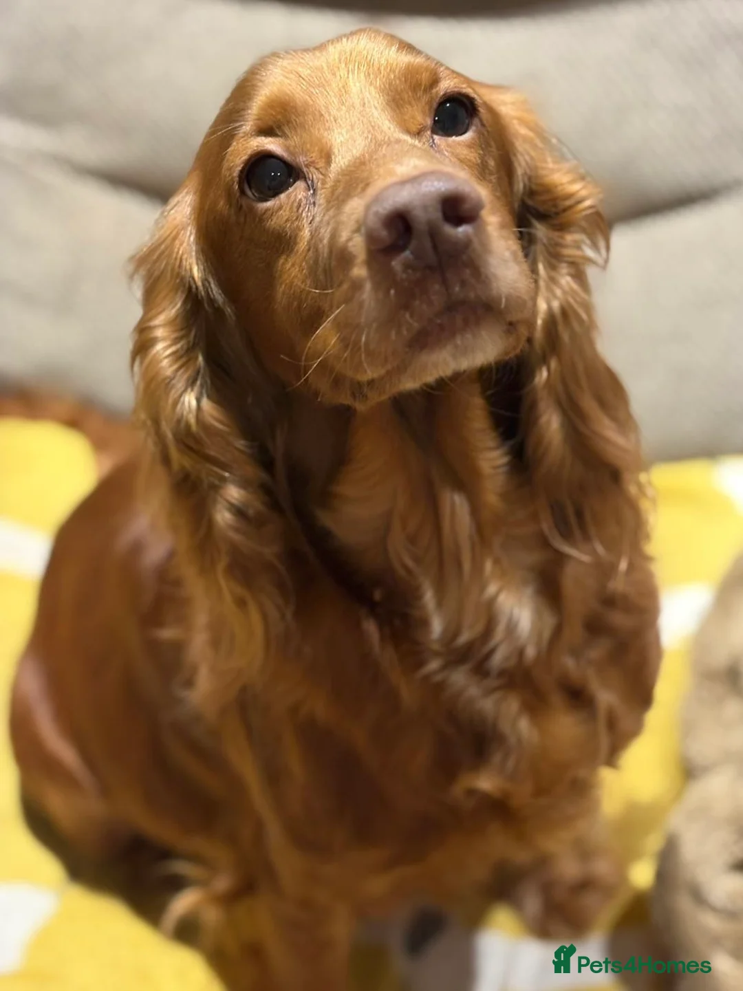 Sprocker dogs for sale: 7 Sprocker Puppies  - Advert 2