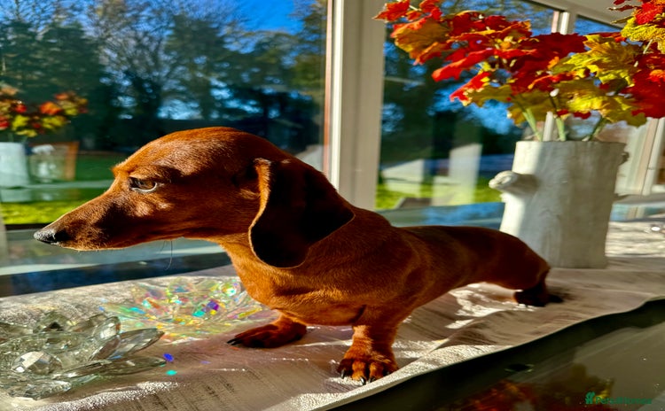 Miniature Dachshund dogs Daisy: The Little Dog They Tried to Forget - Advert 5