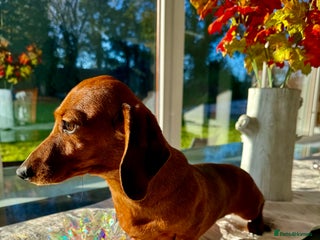 Miniature Dachshund dogs Daisy: The Little Dog They Tried to Forget - Advert 6