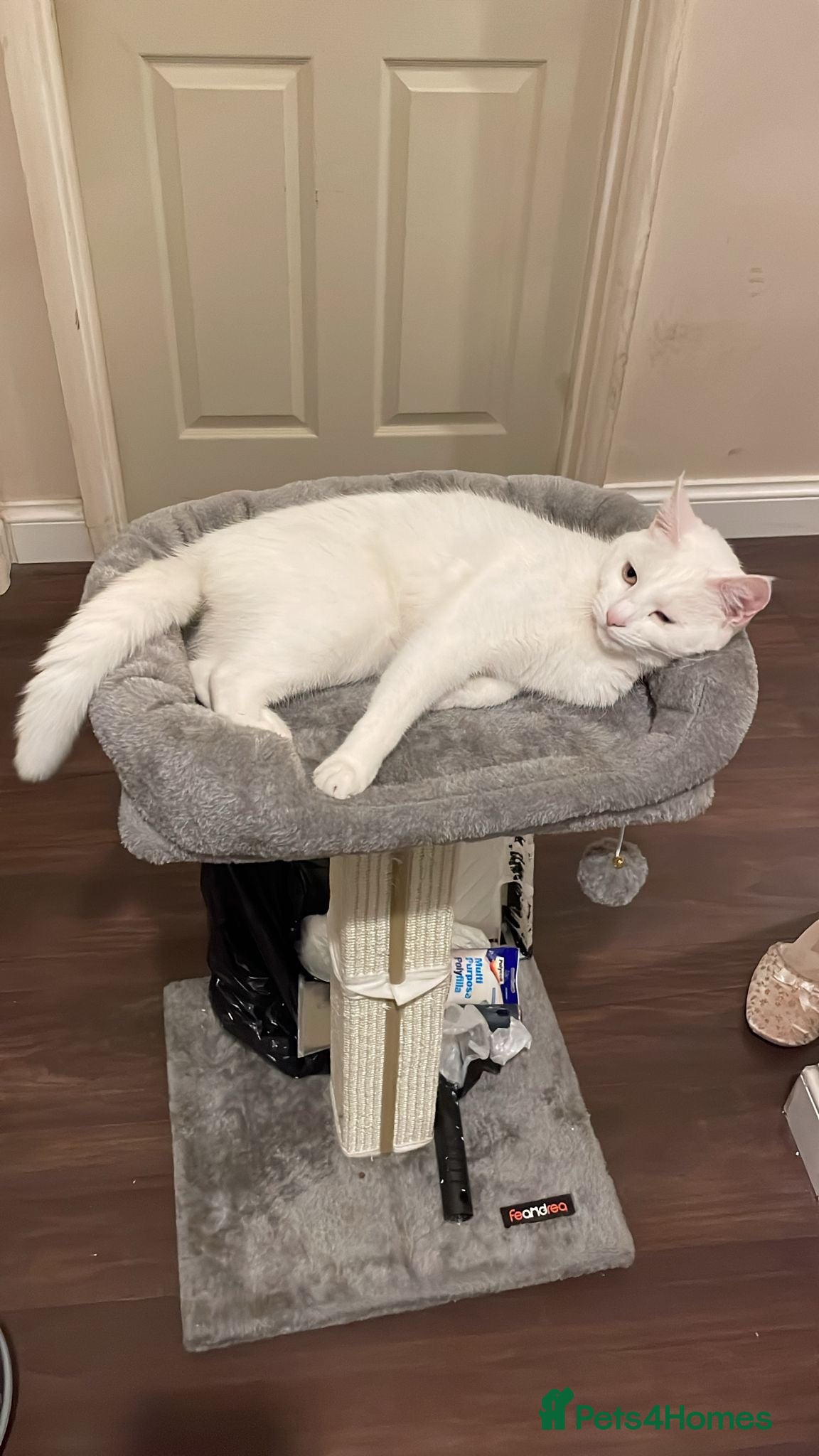 Domestic Shorthair cats Adorable Kittens - 2 Girls & 3 Boys - Advert 12