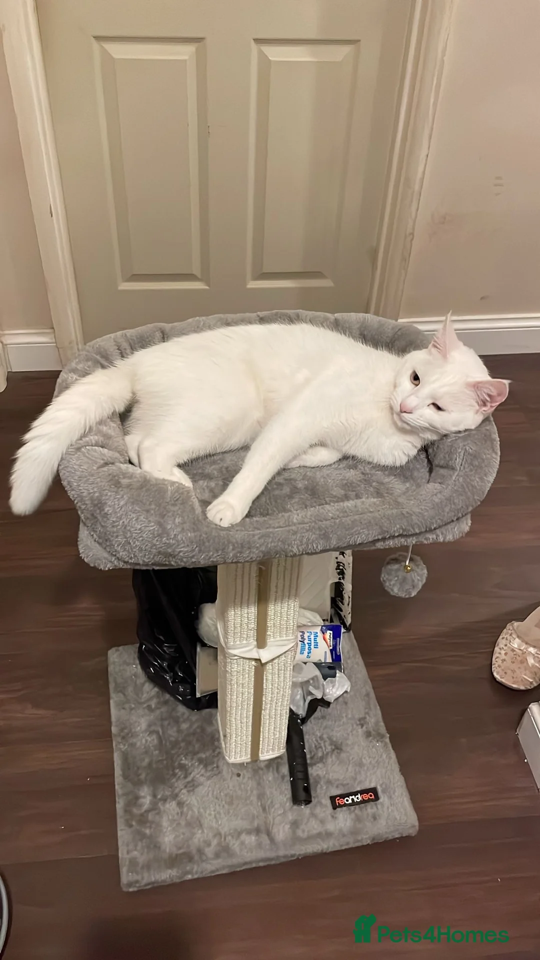 Domestic Shorthair cats for sale: Adorable Kittens - 2 Girls & 3 Boys - Advert 1