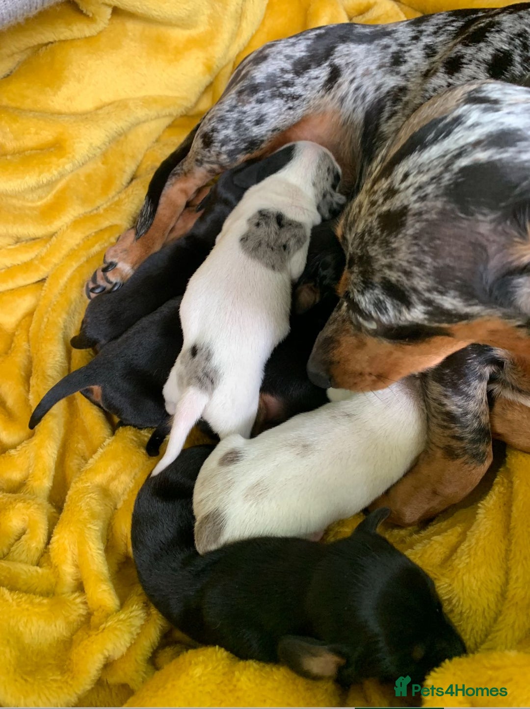 Miniature Dachshund dogs for sale: Quality mini dachshund puppies 💜 - Image 15