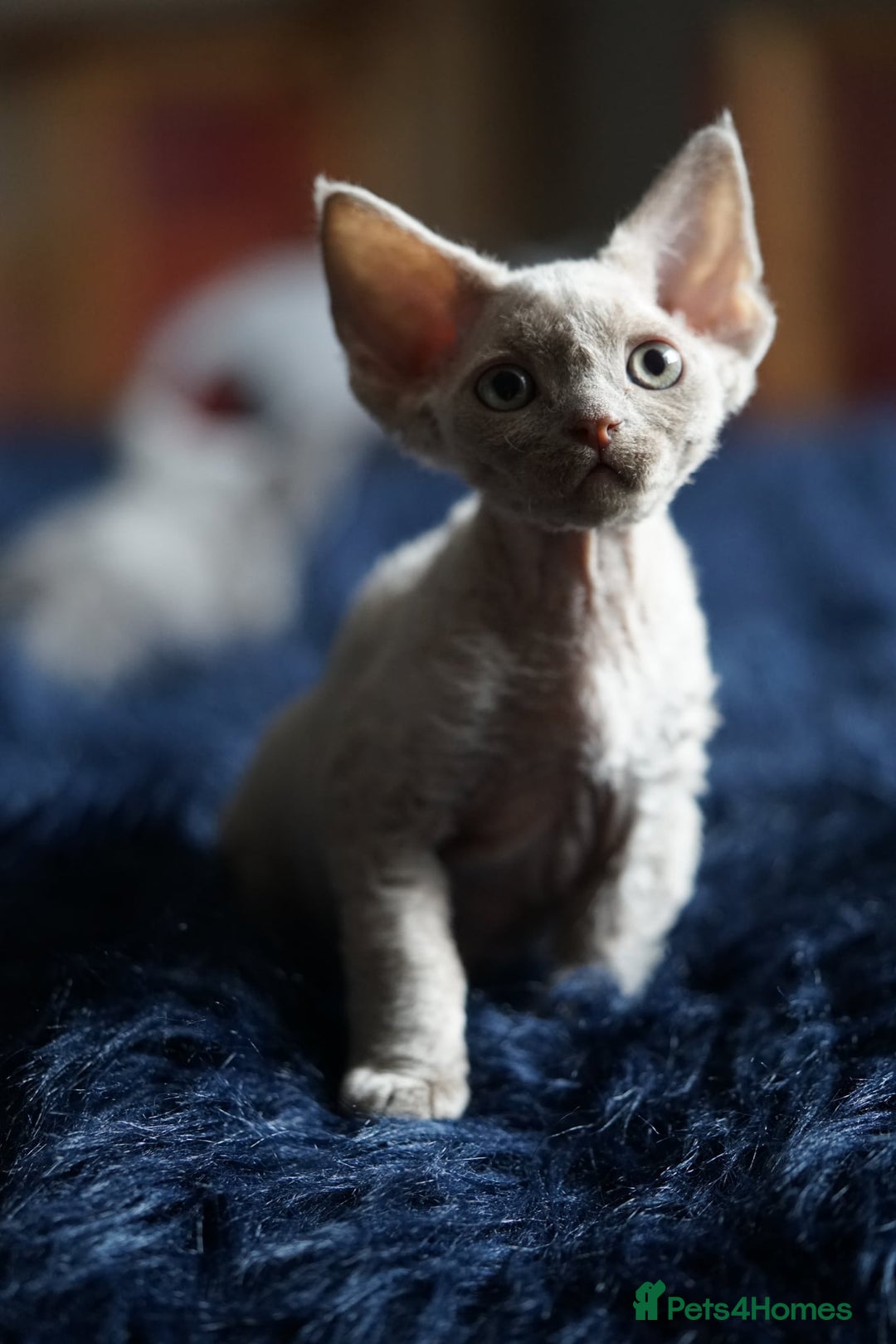 Devon Rex cats for sale: Ravel 💜male Devon Rex ( Reserved) - Advert 11