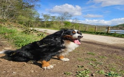 Bernese Mountain Dog dogs for sale: Gorgeous Bernese Mountain Dog Puppies Ready Soon - Image 15