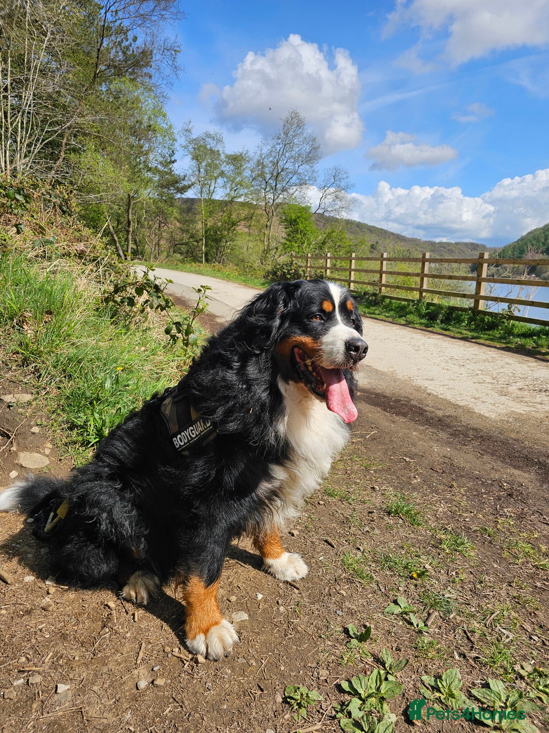 Bernese Mountain Dog dogs for sale: Gorgeous Bernese Mountain Dog Puppies Ready Soon - Image 15