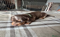 Miniature Dachshund dogs for sale: 🐾 Miniature Dachshund Puppies for Sale 🐾 - Image 17
