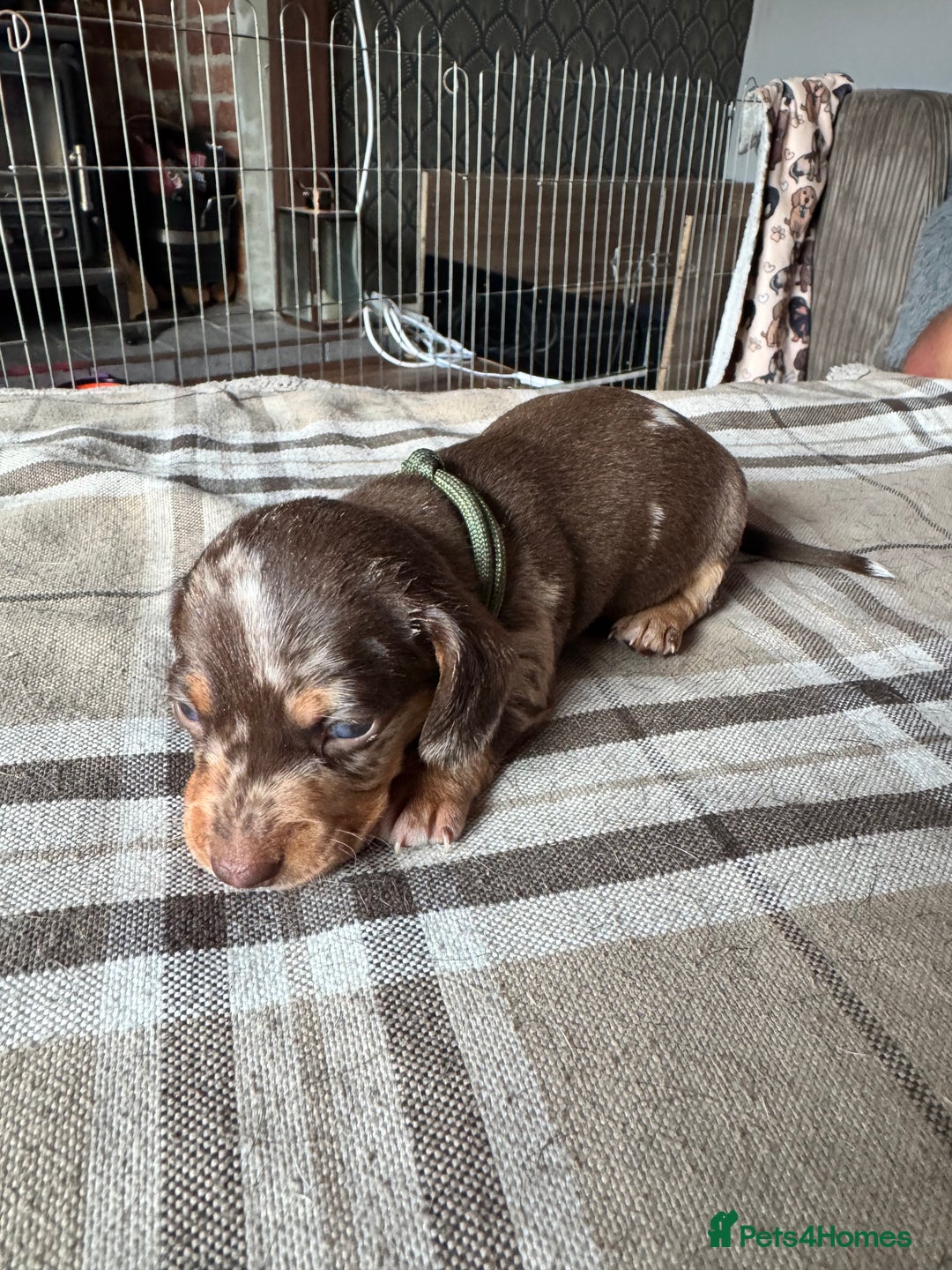 Miniature Dachshund dogs for sale: 🐾 Miniature Dachshund Puppies for Sale 🐾 - Image 17