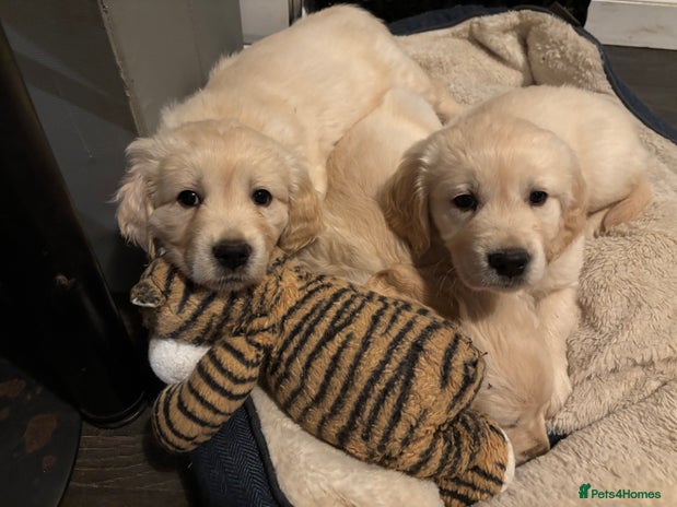 Golden Retriever dogs Golden retriever puppies - Advert 14