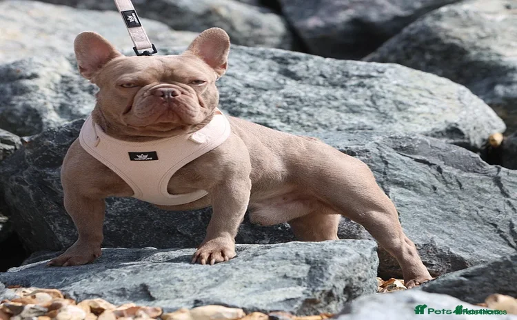 French Bulldog dogs Ozzy-Isabella French bulldog  - Advert 5