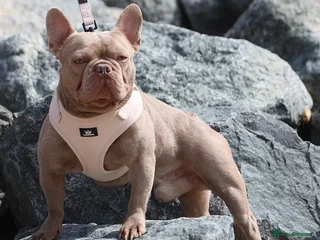 French Bulldog dogs Ozzy-Isabella French bulldog - Advert 1