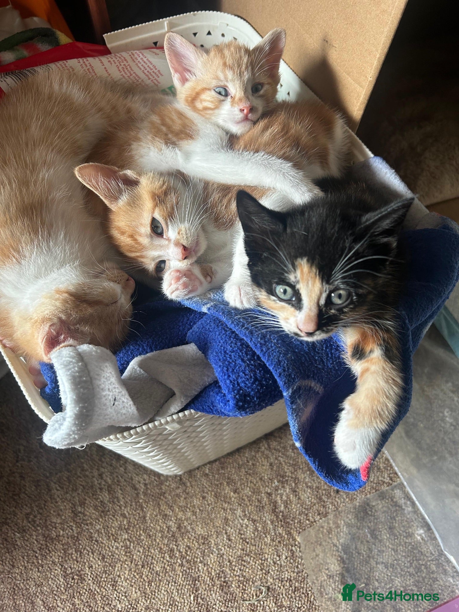Mixed Breed cats Beautiful playful kitties  - Advert 12