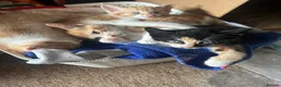 Mixed Breed cats for sale: Beautiful playful kitties  - Advert 1