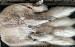 Ragdoll cats for sale: Amazing Ragdoll kittens 3 female 1 male - Image 1