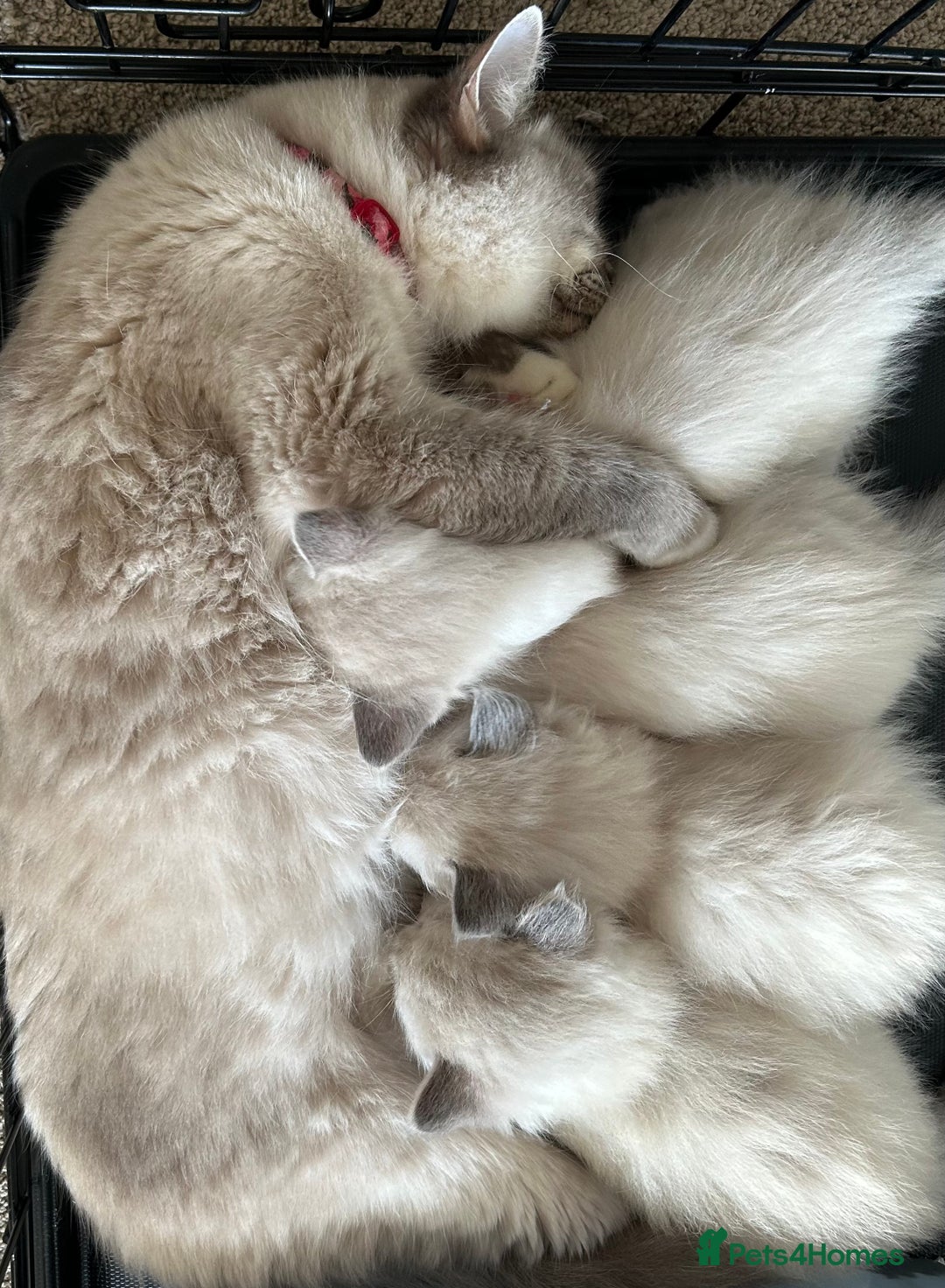 Ragdoll cats for sale: Amazing Ragdoll kittens 3 female 1 male - Image 1