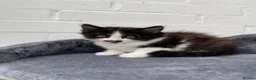 Mixed Breed cats for sale: Kittens for sale  in Peterborough - Advert 10