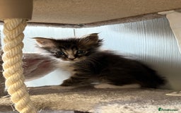 Maine Coon cats for sale: Maine Coon Kittens  - Image 4
