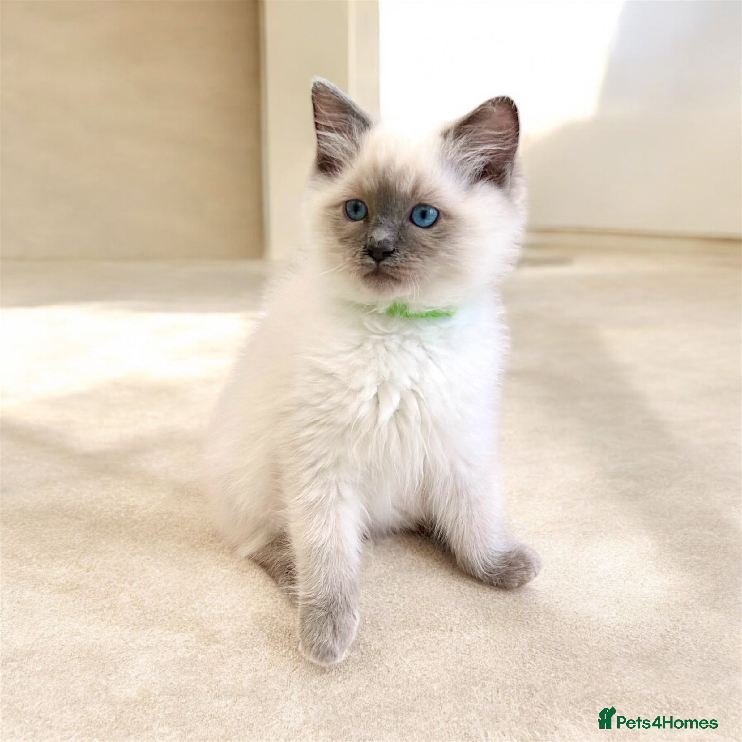 Ragdoll cats Gorgeous Fluffy Ragdoll Kittens  - Advert 13