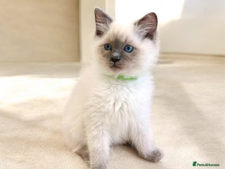 Ragdoll cats Gorgeous Fluffy Ragdoll Kittens - Advert 6