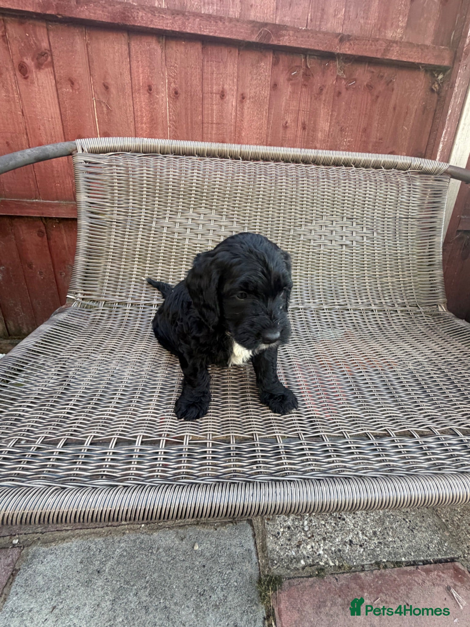 Cavapoo dogs F1 b cavapoo health tested 2  available  - Advert 16