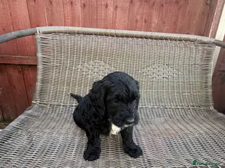 Cavapoo dogs F1 b cavapoo health tested 2 available - Advert 16