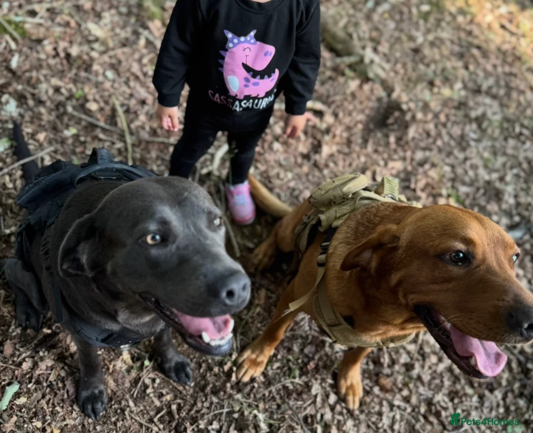 Labrador Retriever dogs for sale: Beautiful purebred Labrador puppies  in Wantage - Advert 1