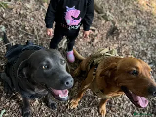 Labrador Retriever dogs Beautiful purebred Labrador puppies - Advert 2