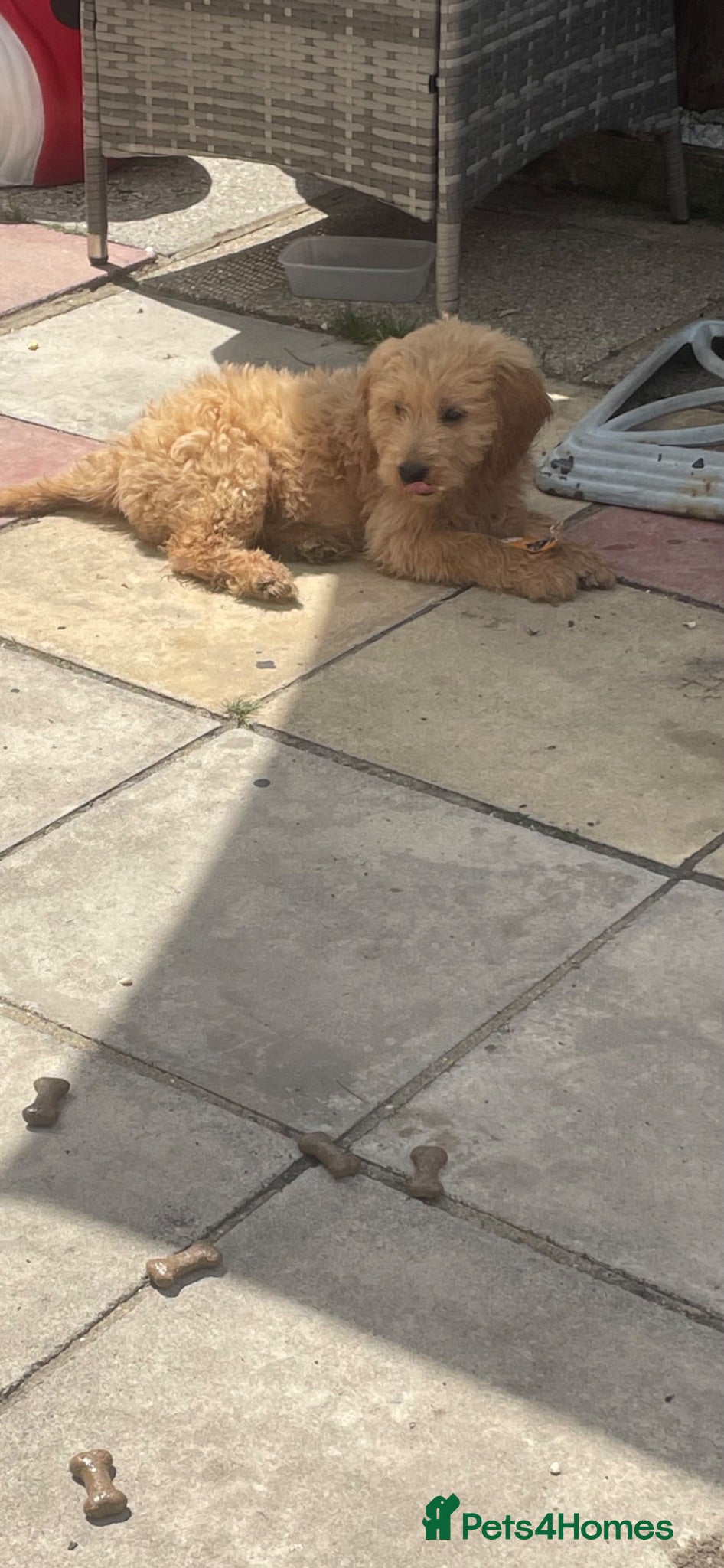 Mini Goldendoodle dogs Ready now 2 females vaccinated  - Advert 16