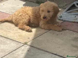 Mini Goldendoodle dogs Ready now 2 females vaccinated - Advert 16