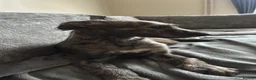 Mixed Breed dogs for sale: Deerhound x greyhound x Bedlington  - Advert 7