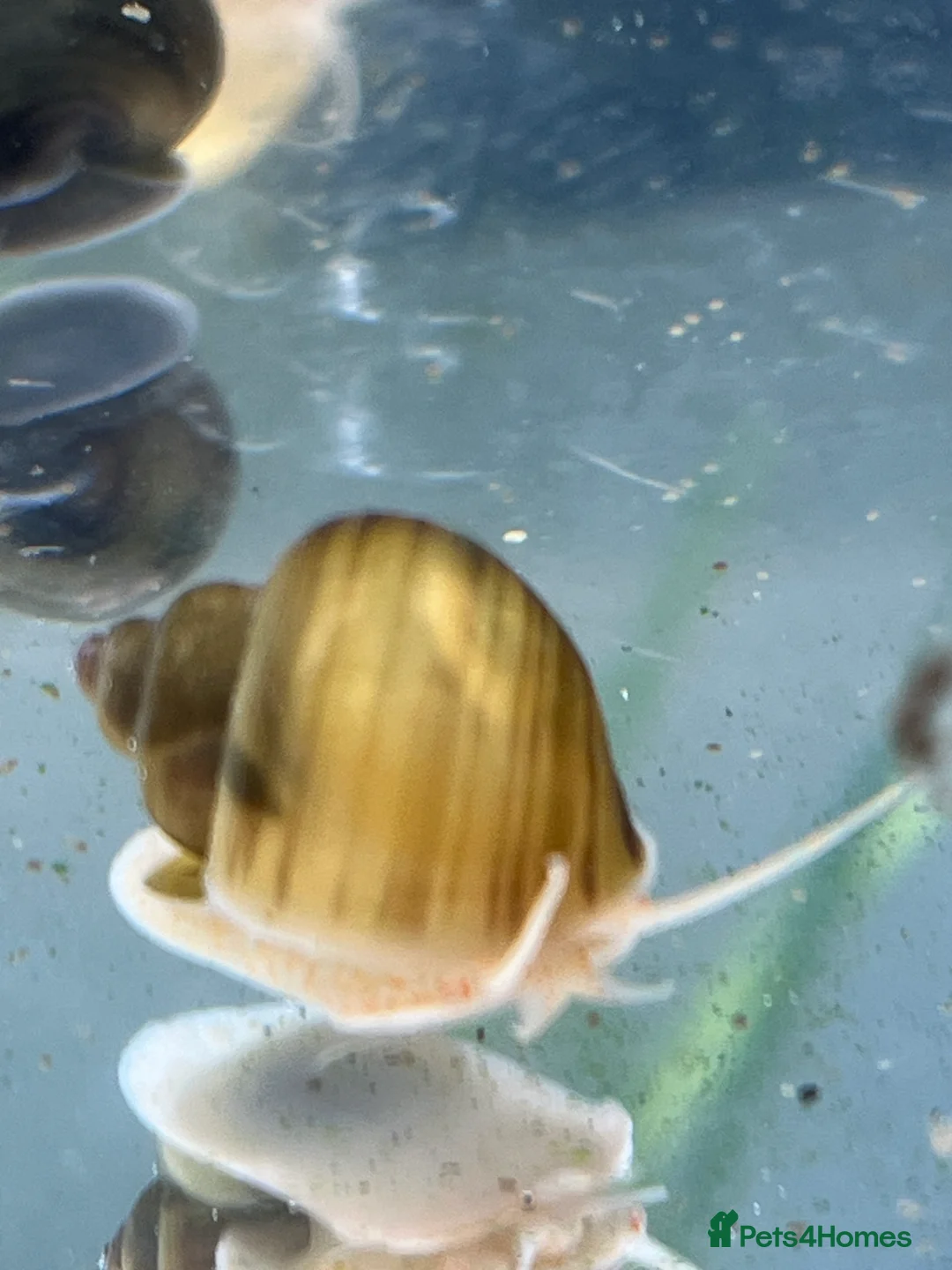 Snails invertebrates for sale: Mystery Snails - Advert 2