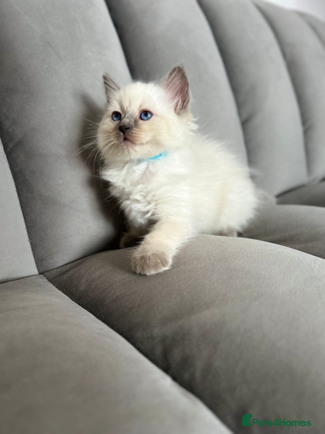 Ragdoll cats for sale: 😻 5 Beautiful Purebred Ragdoll Kittens 😻 - Image 7