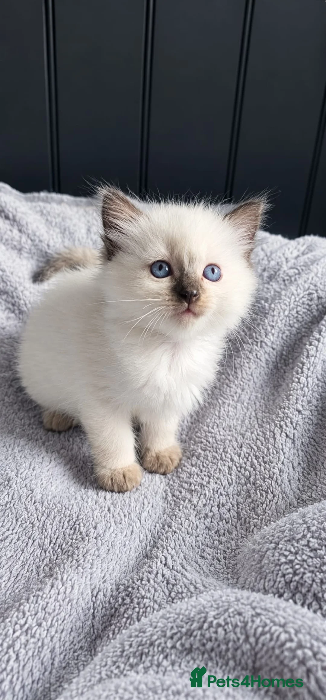 Ragdoll cats for sale: Ragdoll kittens  in Washington - Advert 2