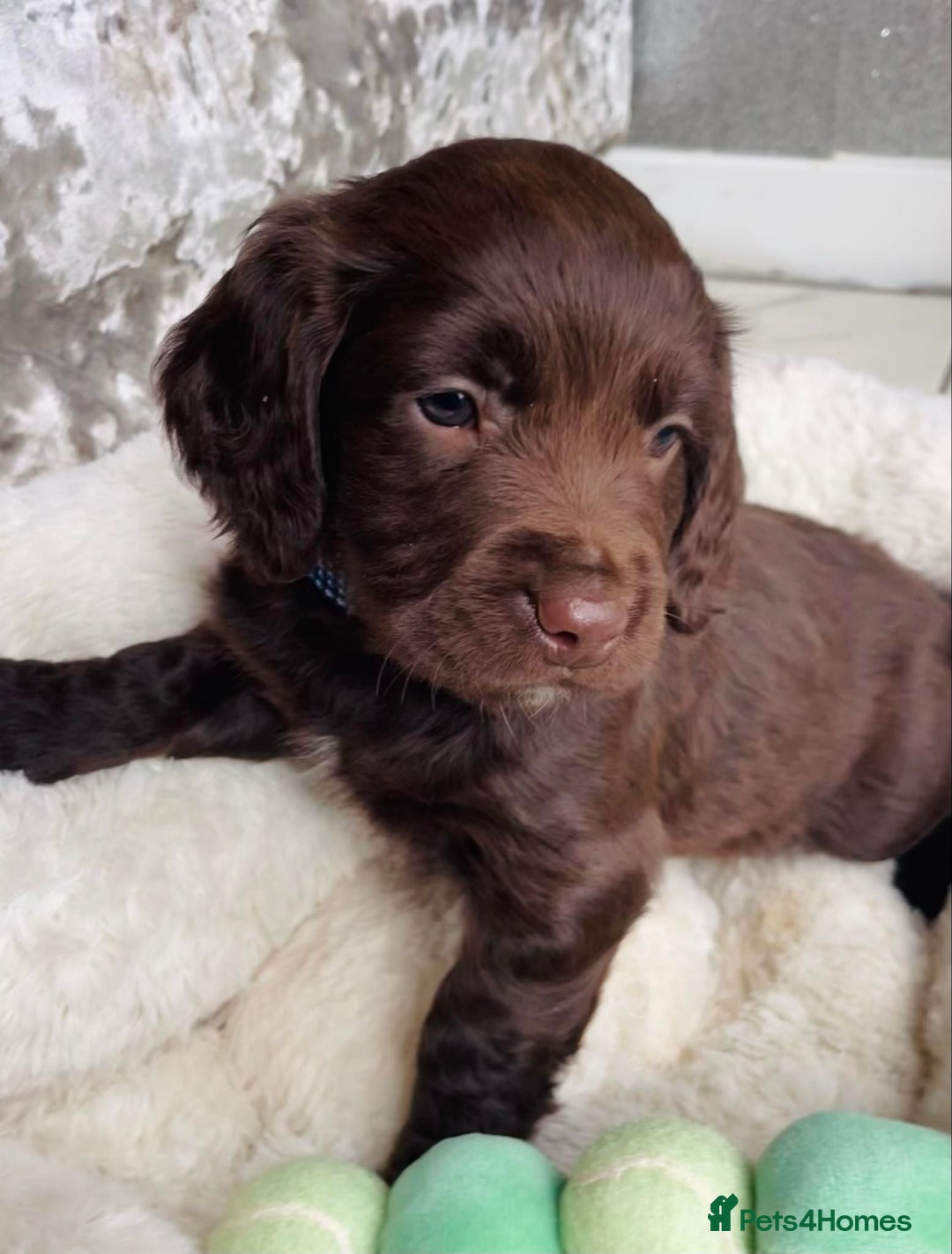 Sprocker dogs for sale: Stunning sprocker puppies  - Advert 14