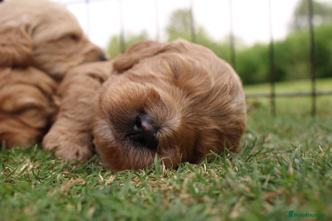 Mini Goldendoodle dogs for sale: Miniature Goldendoodle Puppies – Therapy Dog Mum - Image 8