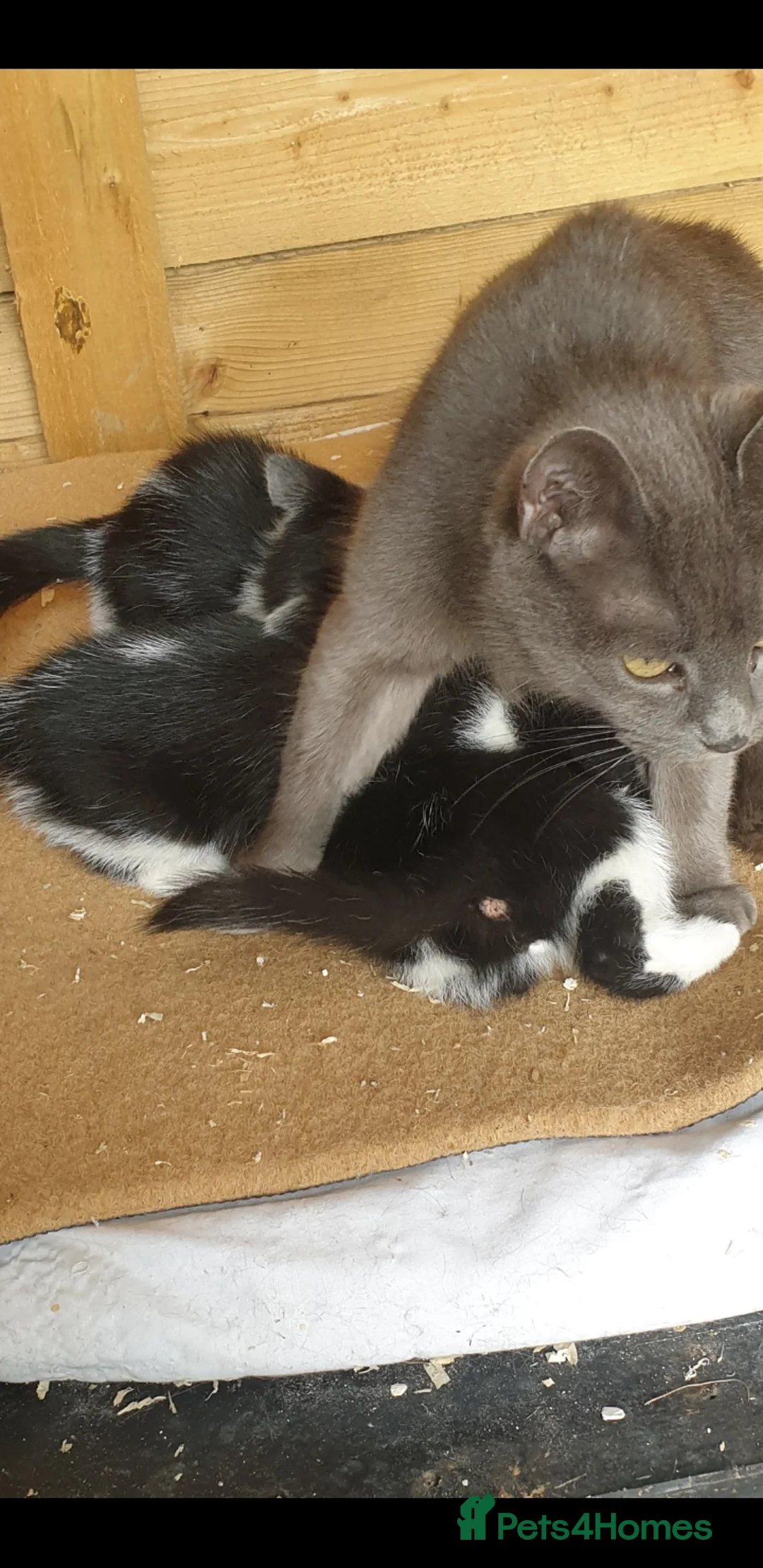 Mixed Breed cats for sale: Black and white male kitten in Llandysul - Advert 6
