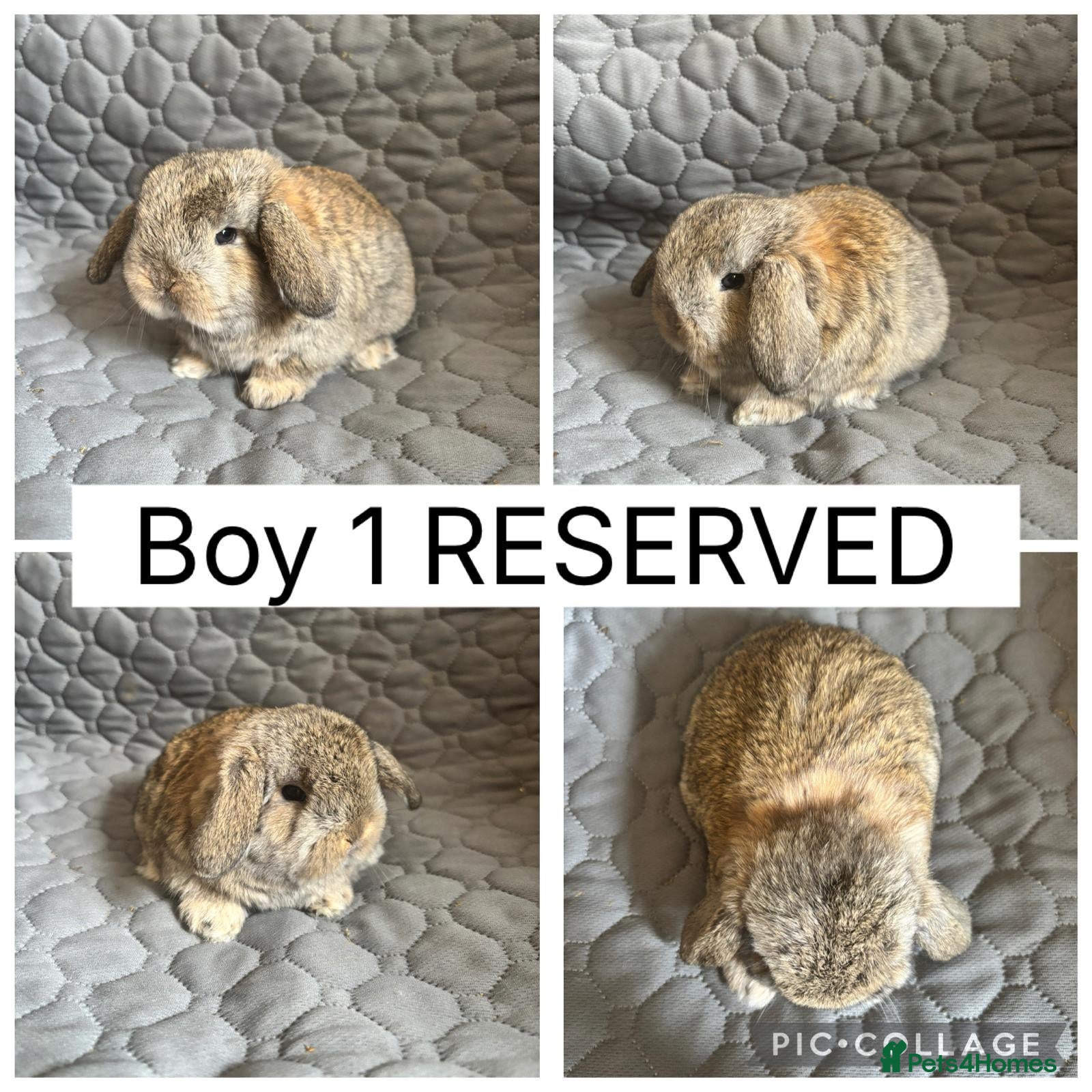 Mini Lop rabbits All reserved. Beautiful baby mini lops  - Advert 2